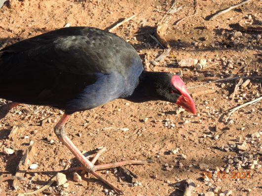 Australian Swamphen